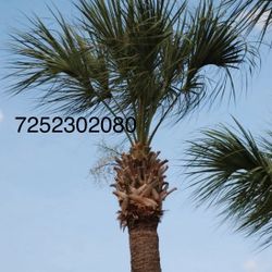 Palm tree Trimming Text For Price Quote