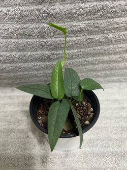 Epipremnum Pinnatum Live Plant