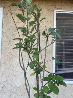 Apple tree