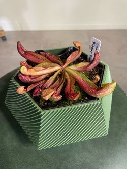 Carnivorous Plants
