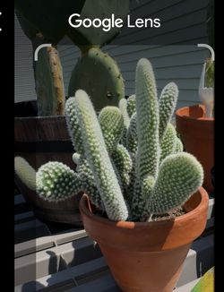 Bunny Ear & Prickly  Pear  Cactus