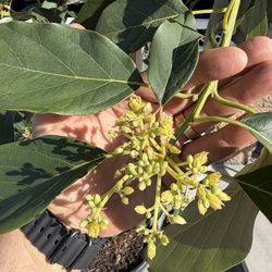 Flowering Mexicola Avocado 