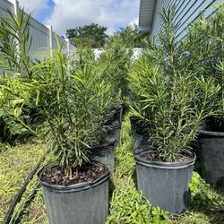 Privacy plant: Podocarpus 3 gallon $9 we deliver to all Florida 