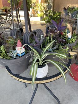 Spider Plant In a nice Pot
