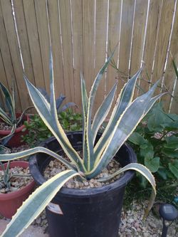 Agave and drought tolerant succulents