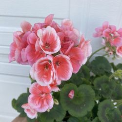 Beautiful Geranium Outdoor Plant, In 1 Gallon Pot Pick Up Only 