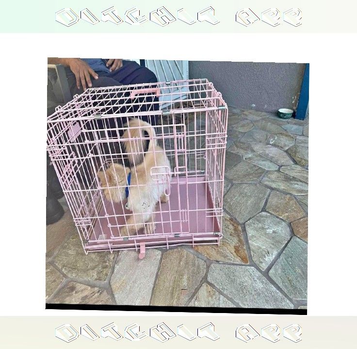 Tough Metal Dog Crates - Dependable and Secure success send