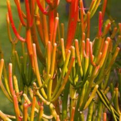 Plant Succulent And Tools 