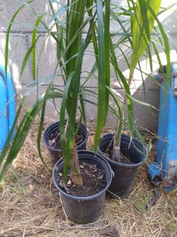 King palm