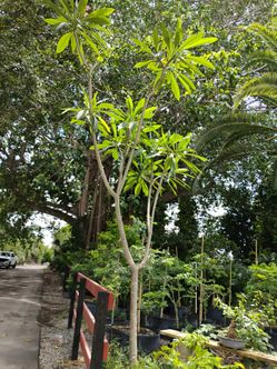 Large frangipani Trees 11-12ft $975