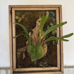 Staghorn Fern With Frame