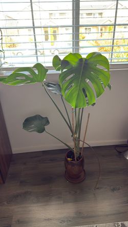 Monstera