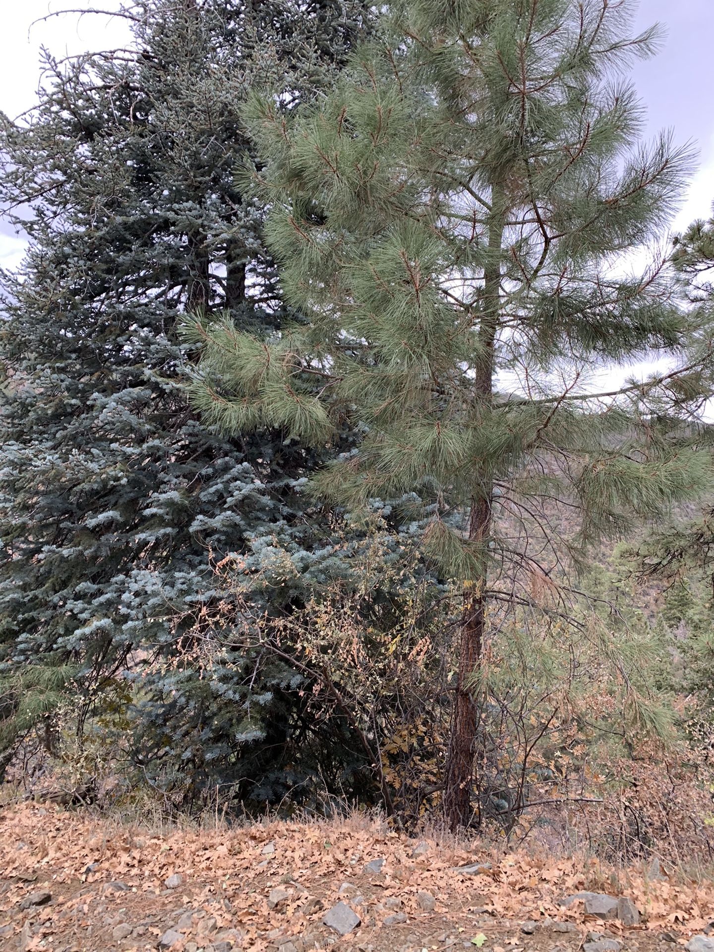 2 acre lot