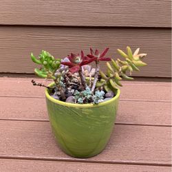 Succulent Plant 