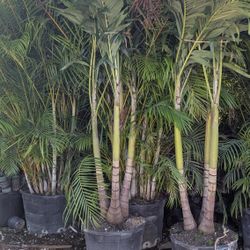 Huge Christmas Palms Over 8 /9 Feet Tall  Perfect For Patio Pools  Decorations 