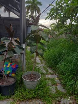 Rubber Plant in Pot