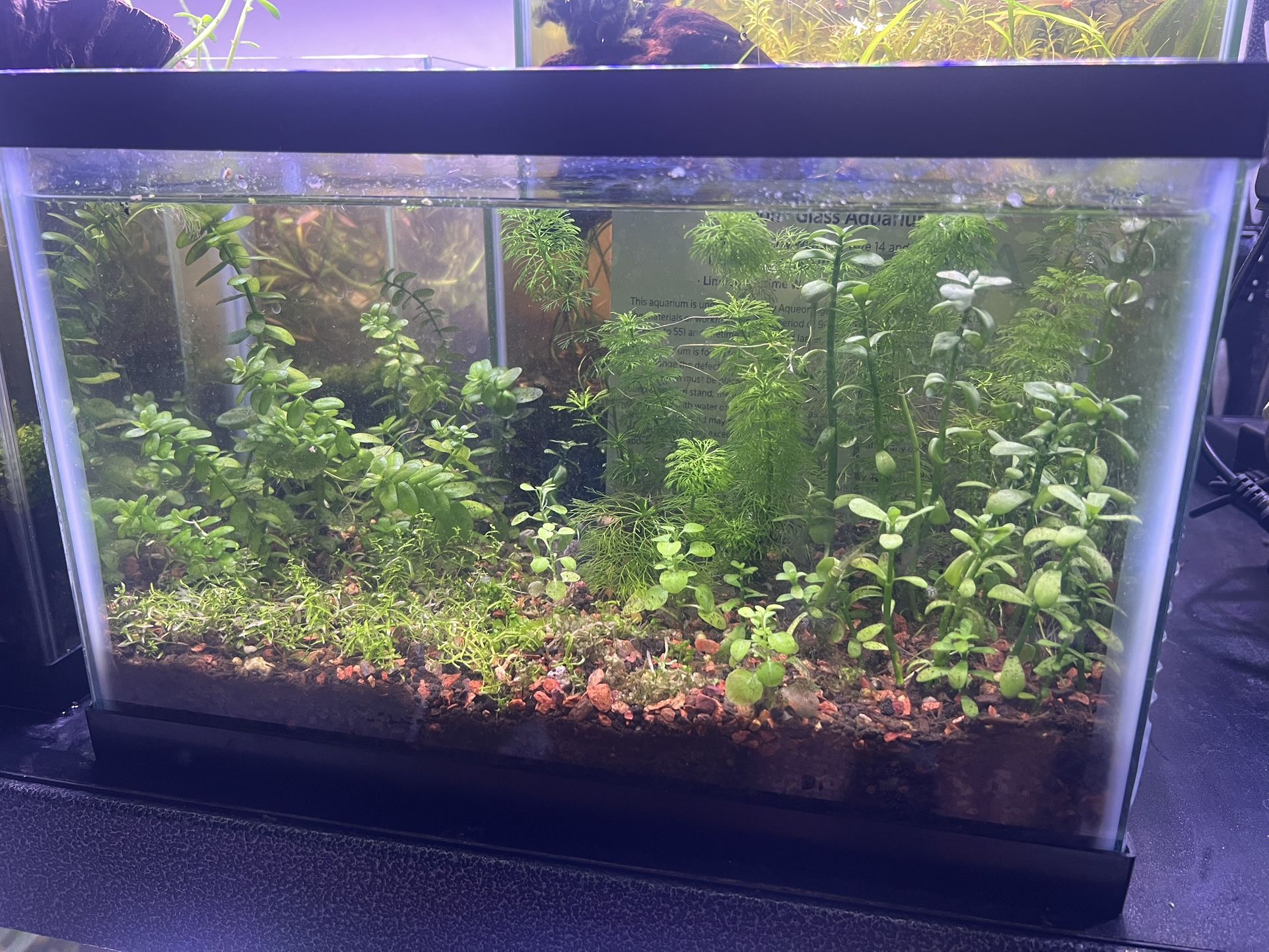 2.5 Gallon Freshwater Planted Fish Tank