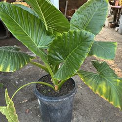 Elephant ear/ oreja de elephante