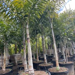 Palm Sale