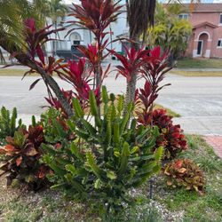 Candelabra Cactus 🌵 1 Meter Tall