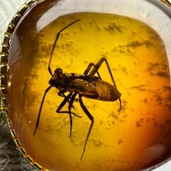Natural Jurassic Insect Preserved in Baltic Amber Pendant 