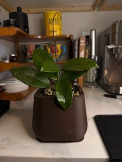 Hoya w/ Self-Watering Pot (Semi-Hydro, Ready to Go) 5