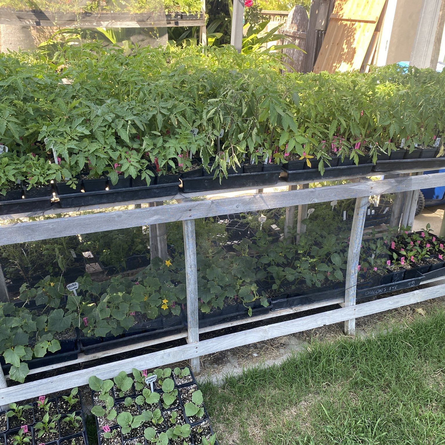 100% Organic Heirloom Tomato Seedlings For Sale 