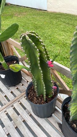 Cactus con flores