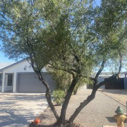 Tree trimming, palm tree trimming, general maintenance, paver, travertine, grass synthetic sprinkler, systems  