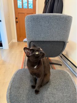 IKEA Chair