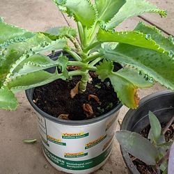 Kalanchoe O Mala Madre 