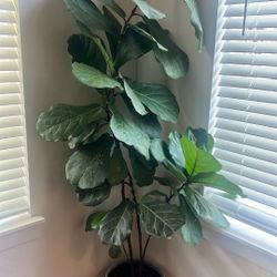 Fiddle Plant For Sale  7 Ft