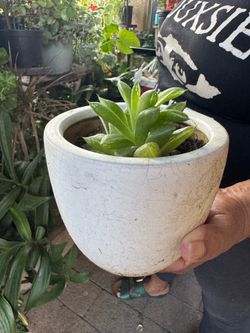Potted Haworthia Succulent Plant