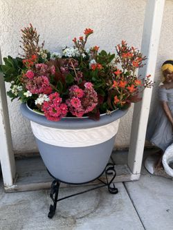 Plant W/ 5 Gallons Plastic Pot . $25.00