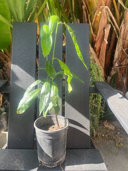 Mango tree