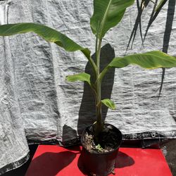 Banana Plant 