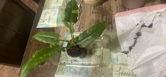 Ring of fire variegated