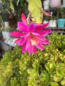 Epiphyllum cutting
