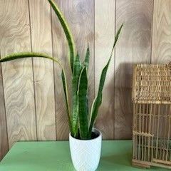 Tall Multi Species Snake Plants In Ceramic Flower Pot Planter