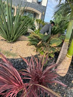 Plumeria white and yellow I have four ranches left two dollars each