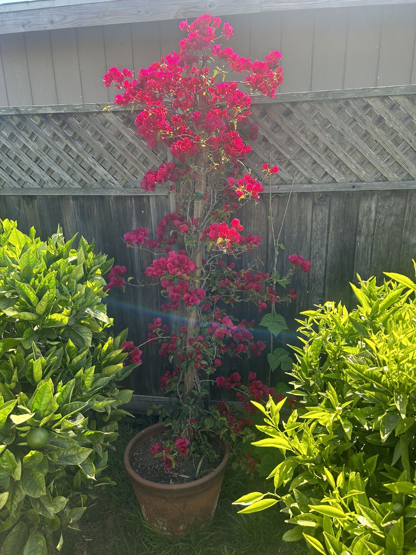 Red Bougainvillea-Bugambilia Plant With Clay Pot