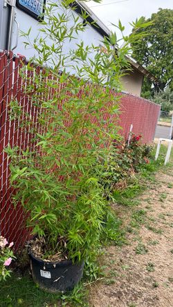 Bamboo $40