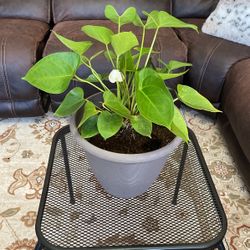 Anthurium andraeanum (Flamingo Lily) Plant