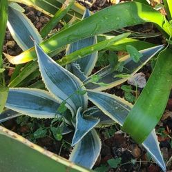 Agave plants