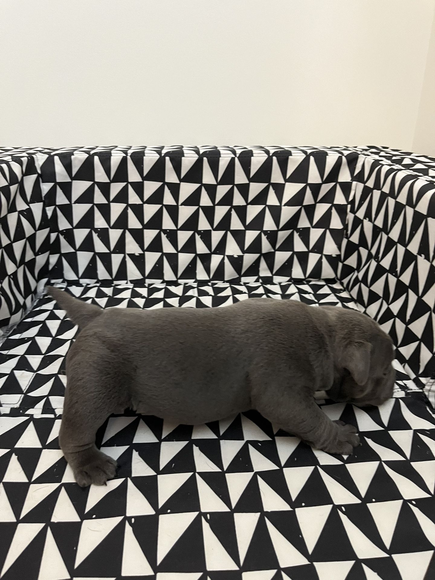 American Bully Teddy Bear