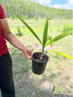 Queen Palm tree each one $6