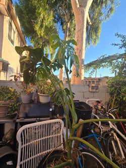 Monstera Deliciosa Diferentes Sizes big Sleaves