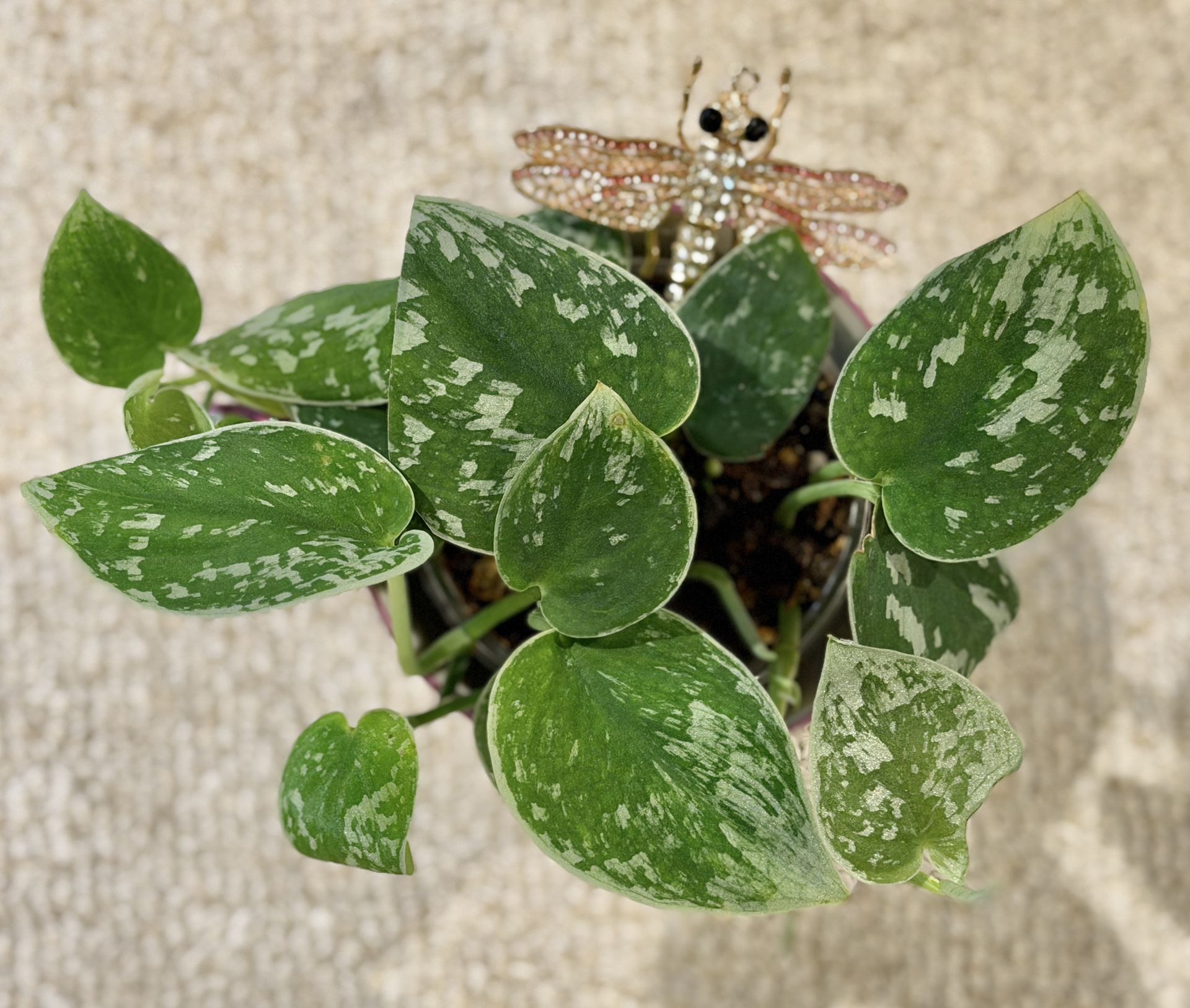 Satin Pothos In Beautiful Mug