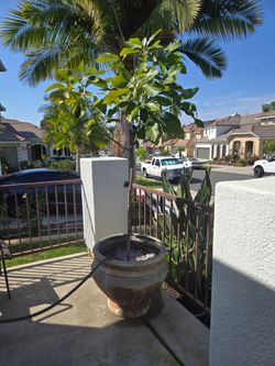 Hass Avocado Tree