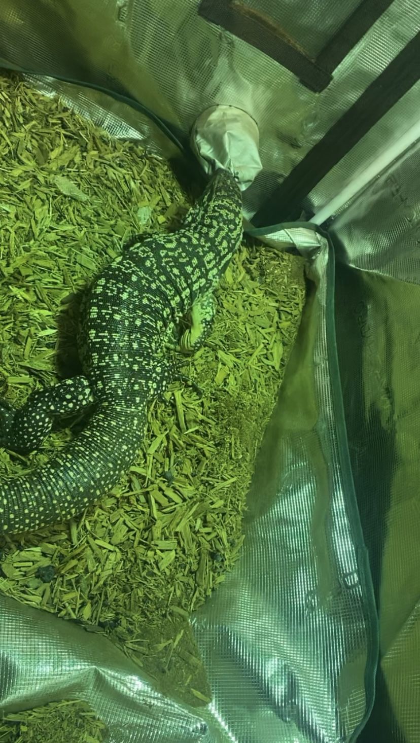 Argentine Tegu Monitor